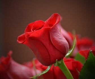 sennik Czerwona róża