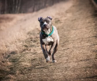 Amstaff